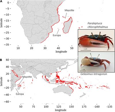 Diluted Seawater and Ammonia-N Tolerance of Two Mangrove Crab Species. New Insights to Understand the Vulnerability of Pristine Islands Ecosystems Organisms